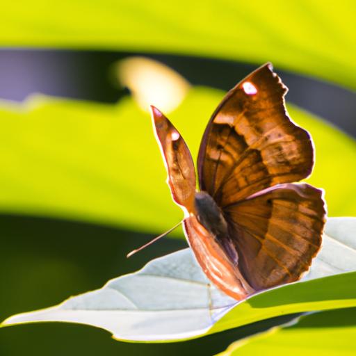 Con bướm có cánh lấp lánh nằm trên một chiếc lá vào buổi sáng.