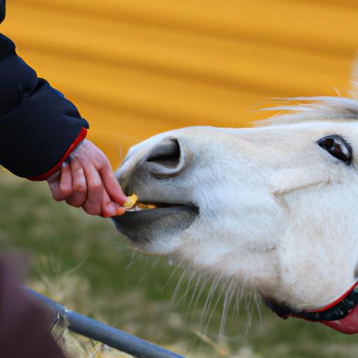 Một con ngựa thân lừa ưa nặng đang được chủ của nó cho ăn bữa ăn lành mạnh