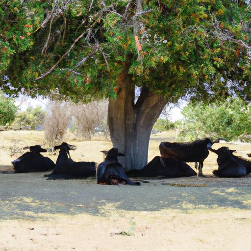 Một nhóm bò thư giãn dưới bóng cây