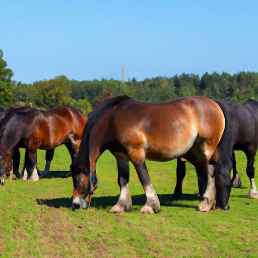 Một nhóm các con ngựa thân lừa ưa nặng đang gặm cỏ trên một cánh đồng